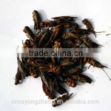Wild Birds Food Freeze Dried Crickets;Dried Crickets for Wild Birds photo-2