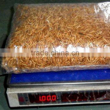 concentrated feed dried mealworm