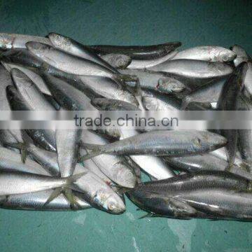 best selling sardine for sale made in China