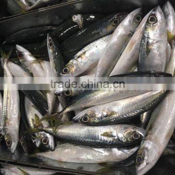 Chinese Frozen Seafood/Frozen Fish Factory photo-4