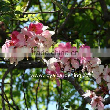 Cassia Javanica photo-2