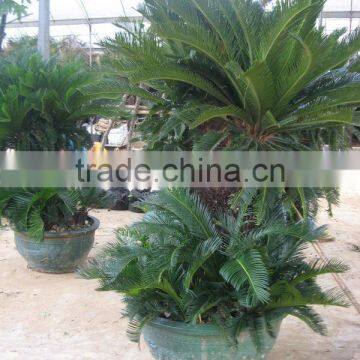 Cycas Revoluta Multi-heads Potted and Rooted