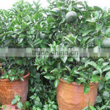 citrus trees