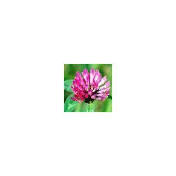 Red Clover Extract 40%