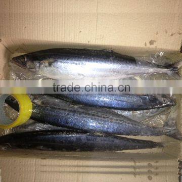 FOB QINGDAO spanish mackerel