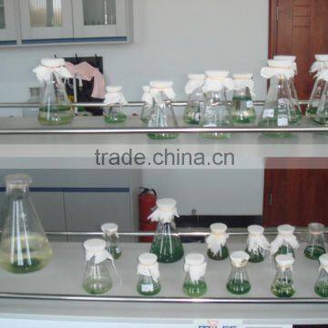 China Produce Spirulina Green Alage Powder For Sale