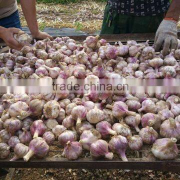 5.5 CM Garlic /Pure White Garlic