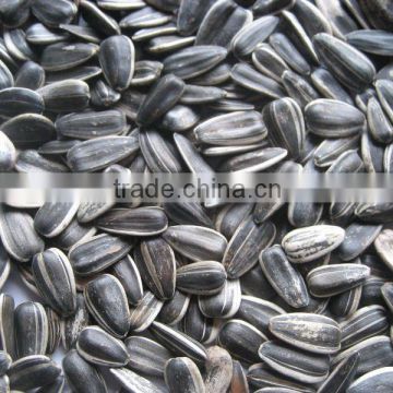 Sunflower Seeds Good Quality