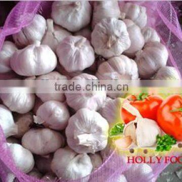 3.5kg mesh bag white pure white fresh garlic ASEAN southest asia middle east Arabic Pakistan 5.0 5.5 6.0 cm