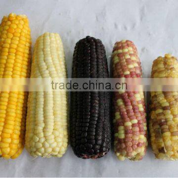 IQF sweet corn cut with best quality