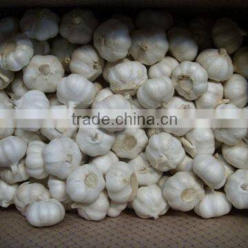 Pure White Garlic
