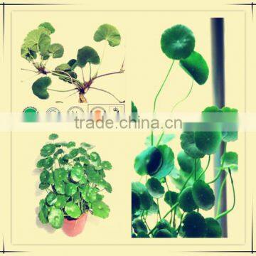 Pure natural Hydrocotyle asiatica extract & Gotu Kola Extract