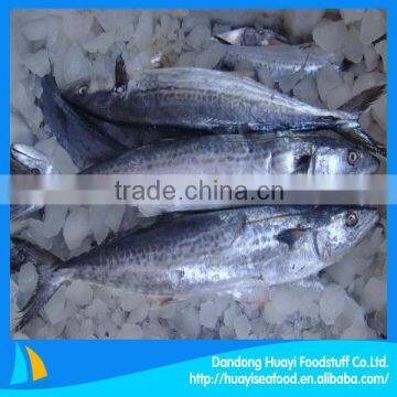 frozen fish mackerel