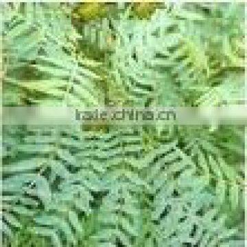 Senna Leaves and Senna Pods Herbs