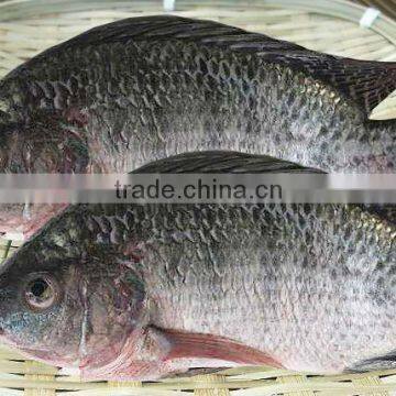 frozen tilapia fish