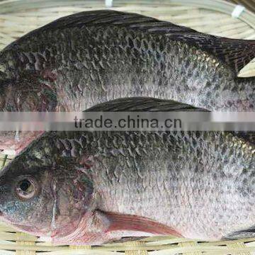 Frozen Tilapia Fish