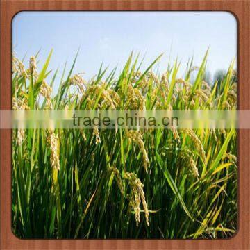 White Crystal Ammonium Sulphate Uses
