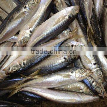 2016 Newly 16pcs/kg Light Seine Frozen Round Scad