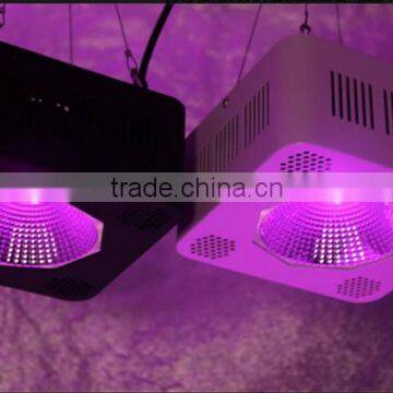 Gerylove Led Grow Light COB 100W 200W Full Spectrum for Tomato Growing photo-6
