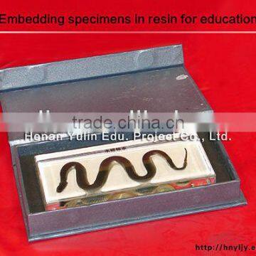 3D primary school standard (reptile)water snake specimen for biology teaching