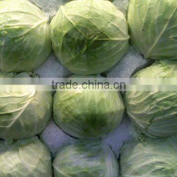 High Quality Fresh Cabbages