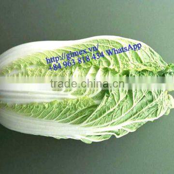 FRESH CHINA CABBAGES photo-4