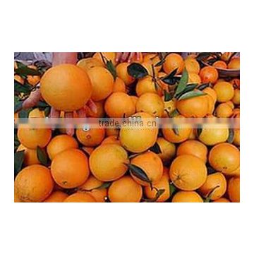 Navel orange-new crop with top quality