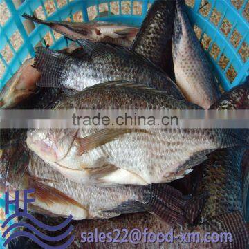 Frozen Gutted Scaled Tilapia Fish whole round