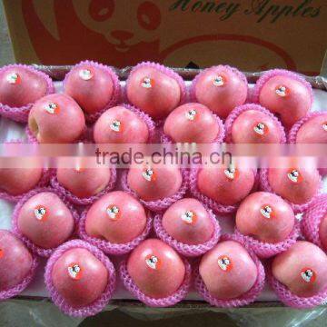 China Fresh Apple Fruit 2015 From Yantai photo-2