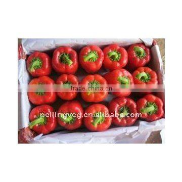 FRESH RED PEPPER