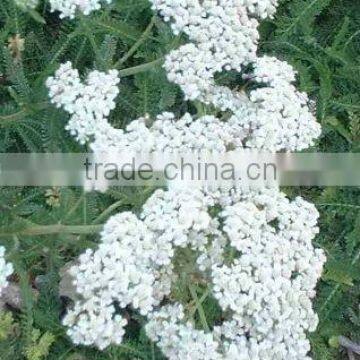 Achillea Millefolium (Common Yarrow) Essential Oil