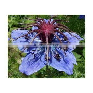 Black Seed Herbal Health Remedies Instant Mix Drink