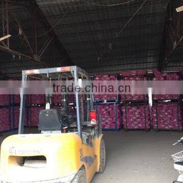 Grade A Jinxiang Red Garlic