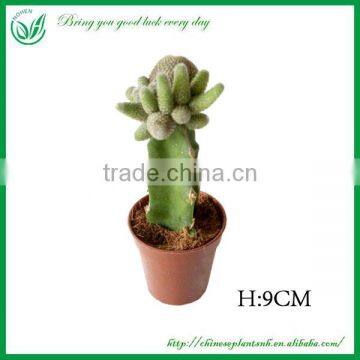 Mini Cactus bonsai Ungrafted Flower New Design