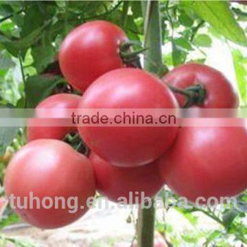 Top-Quality Hybrid Tomato Seed for sale