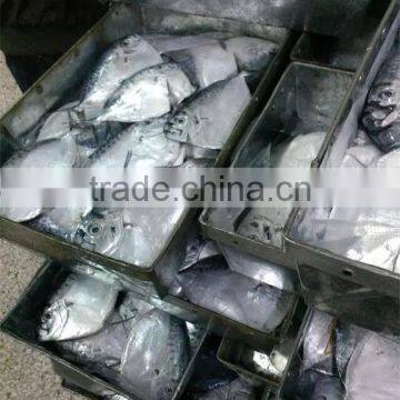 New Seafrozen Moonfish (Mene Maculata) photo-2