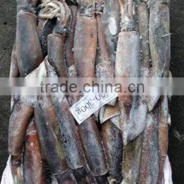 Frozen Illex Argentinus Squid photo-4