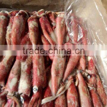 Best quanlity seafood frozen loligo