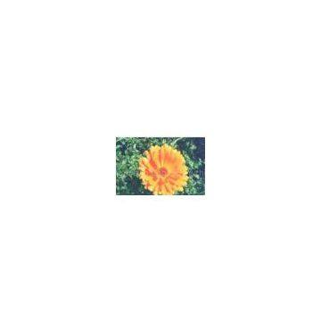 Zeaxanthin (sales2@lgberry.com.cn)