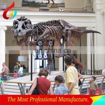 Educational dinosaur skeleton for museum