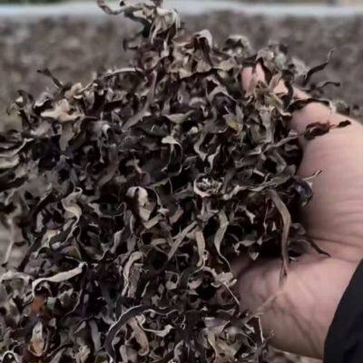 Dried Black Fungus