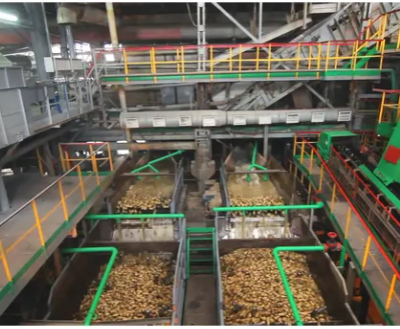 Sugar Plant From Sugar Beet photo-3