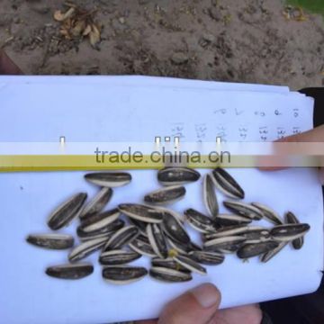 High quality sunflower seeds for confectionery