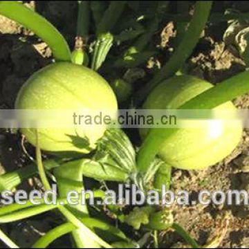 chinese productive botle gourd seeds green pearl No.2