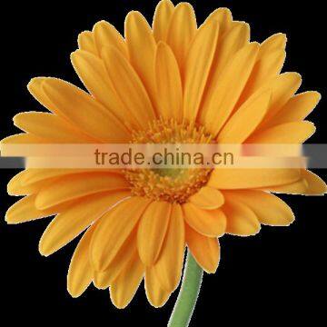 Flower 4 Seasons Wholesale Fresh Gerbera Flowers