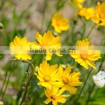 Coreopsis Verticillata Linn. Flower Seeds,herb Seeds,vegetalbe Seed,fruit Seed,grass Seed photo-3