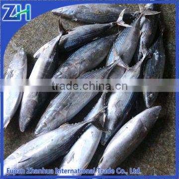 frozen skipjack bonito tuna fish seafood wholesale price (Sarda orientalis)