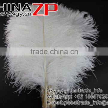 CHINAZP Factory Wholesale 14inch to 16inch Dyed Royal White Ostrich Fethers for Sale photo-3
