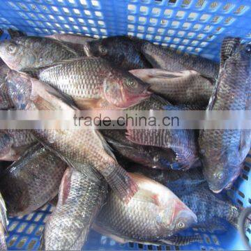 Chinese Frozen Tilapia Factory Price