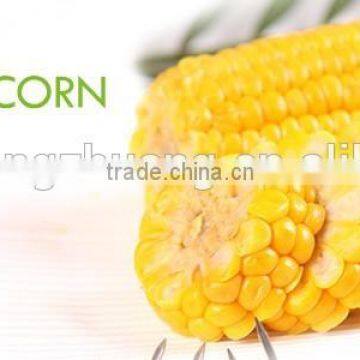 Sweet Corn Cob With Plastic Vacuum Packed photo-5